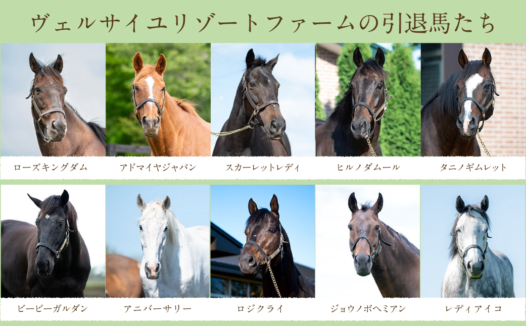 【1000万円コース 返礼品無し】より多くの引退馬の幸せな余生を願う　Yogiboヴェルサイユリゾートファーム BRTV024-07