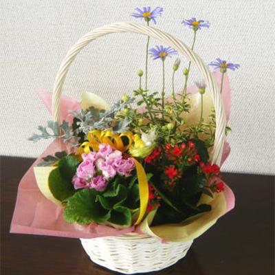 ふるさと納税 朝倉市 季節のフラワーバスケット