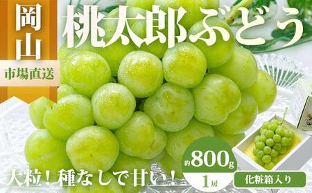 ぶどう 2026年  桃太郎 ぶどう 1房（800g以上）化粧箱入り ブドウ 葡萄  岡山県産 国産 フルーツ 果物 ギフト