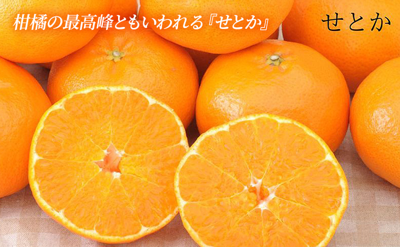 【2027年2月より順次発送】 後藤みかん農園 柑橘詰合せ （せとか・不知火 各3個）ハウス栽培 果物 くだもの 旬のフルーツ 旬の果物 季節のフルーツ 季節の果物 柑橘 柑橘類 静岡 浜松市