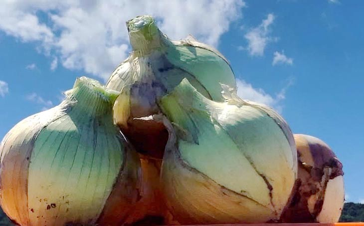 宝珠タマネギ　新玉　３キロ