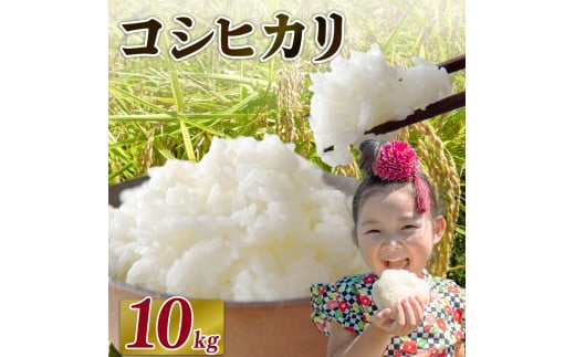 【2026年4月発送】米 コシヒカリ 10 kg  お米 白米 一等米 白米 精米 ご飯 白 ごはん おいしい 国産 静岡県 牧之原市 日用品 日常 便利 