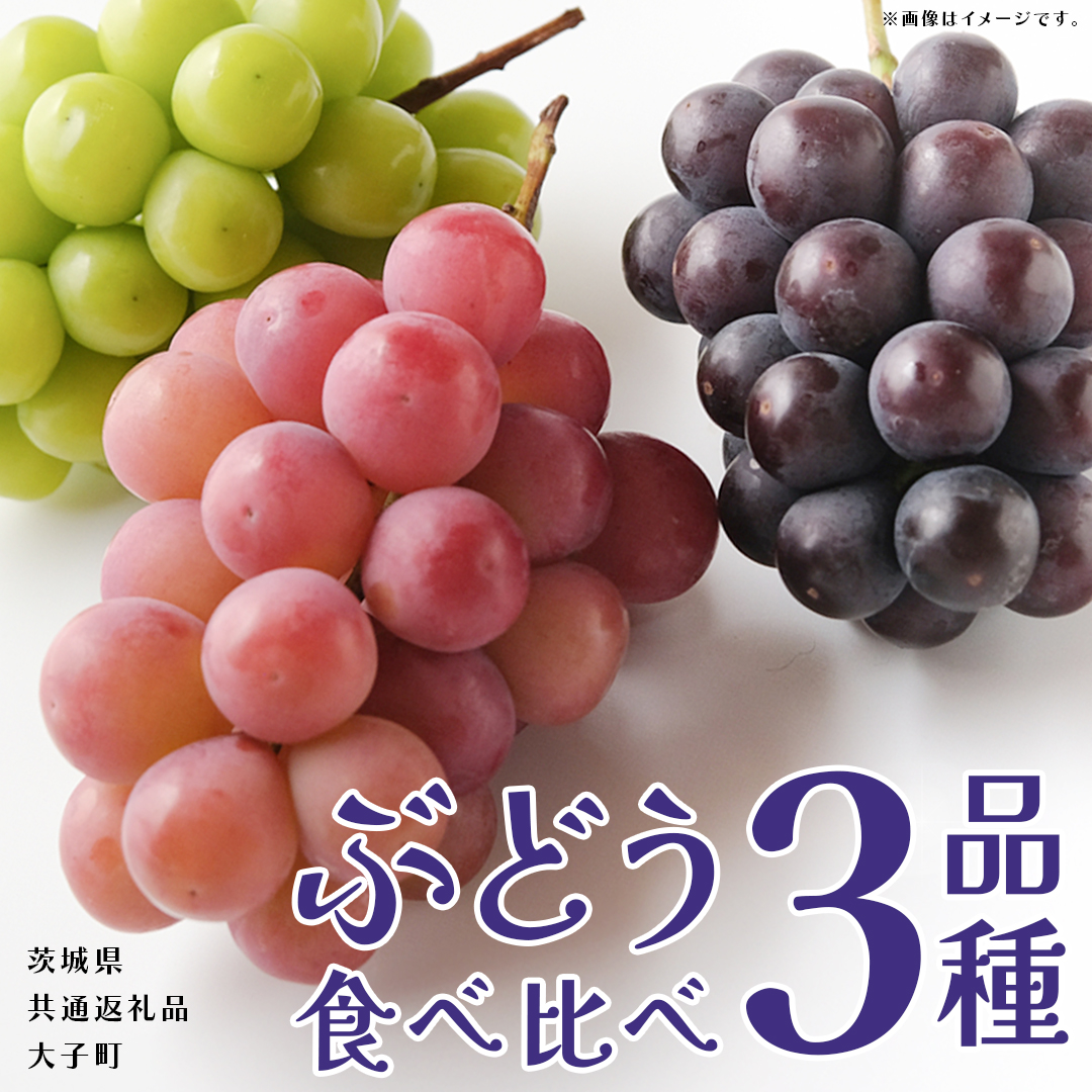 ぶどう ３品種 食べ比べ 【2026年8月上旬発送開始】(茨城県共通返礼品：大子町) ブドウ 葡萄 シャインマスカット 巨峰 ピオーネ ゴルビー 我が道 果物 フルーツ 果実