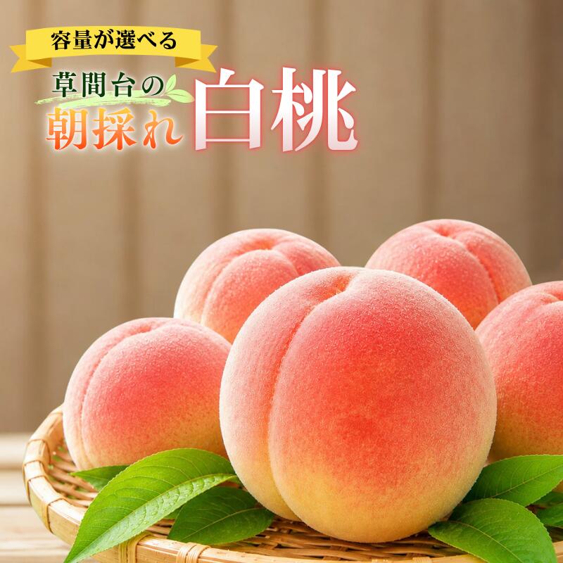 【ふるさと納税】先行予約 白桃 桃 ＜ 約 2kg 6玉 / 約 3kg 8玉 / 約 4kg 12~13玉 ＞ もも モモ 岡山 産地 収穫時期 旬の時期 人気 ギフト 贈り物 贈答品 贈答 プレゼント お中元 暑中見舞い 特産品 果物 フルーツ
