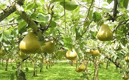 西洋梨（オーロラ）３ｋｇ　特秀品　0025-2505