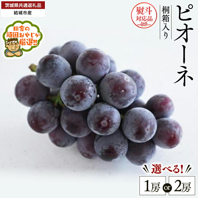 【ふるさと納税】＼ 選べる房数・熨斗対応 ／ 【 桐箱入り 】ピオーネ（ ぶどう ） 1房 2房 【8月から発送開始】（茨城県共通返礼品 [ぶどう]：結城市産） ぶどう ピオーネ 果物 フルーツ 季節 旬