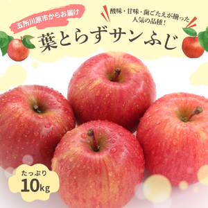 【2025年12月中旬発送】りんご 葉取らずサンふじ 10kg 程度 青森りんご