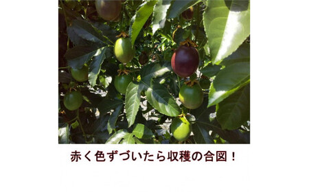 清田さんのパッションフルーツ 約1kg（9～15玉）【2025年6月下旬～7月下旬迄発送予定】