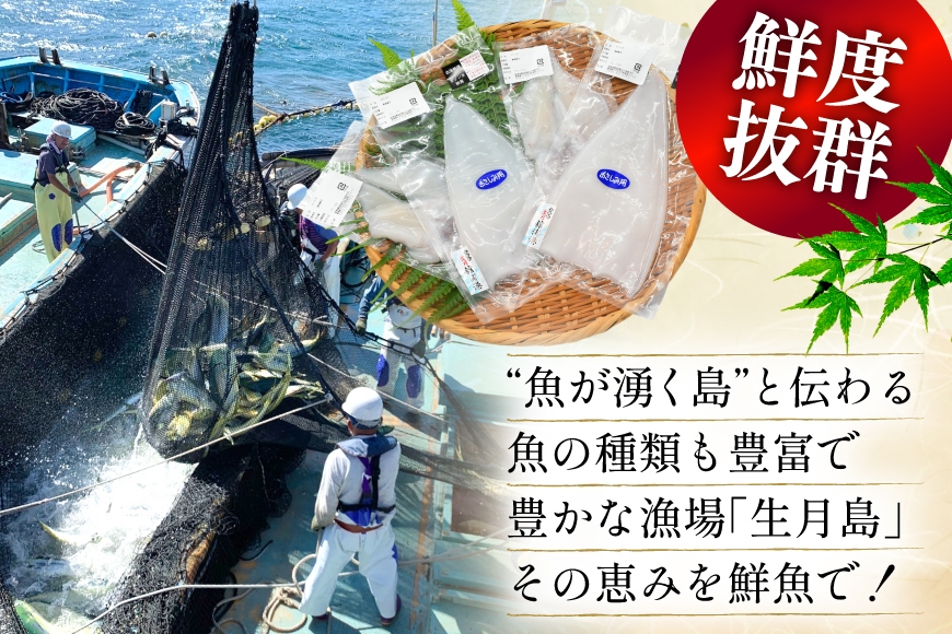 海鮮 魚介 イカ 2種盛り（胴体＋ エンペラ ・ ゲソ ） 3回 定期便 [舘浦漁協 長崎県 平戸市 hr42bgy420813] おつまみ 新鮮 刺身 下足 セット 盛り合わせ 瞬間冷凍 冷凍 コリ