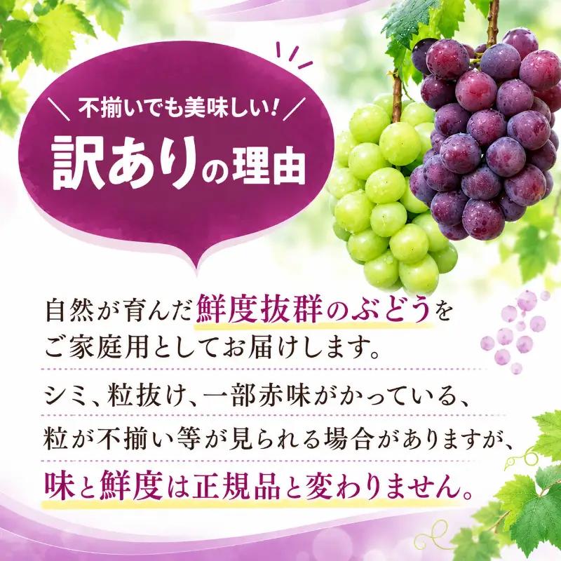 ぶどう 訳あり ニューピオーネ 3～4房 約2kg 化粧箱 ぶどう