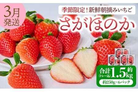 いちご 先行予約 【2027年3月発送】季節限定！ 新鮮朝摘みいちご「さがほのか」約1.5kg （250g×6パック） 