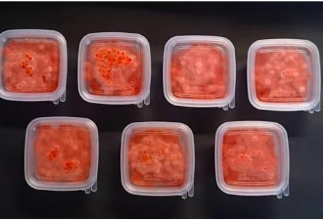 【ブリスモーク＆鮭スティック付】北海道日高産 塩いくら小分けパック(60g×7) [15-542]_イメージ3
