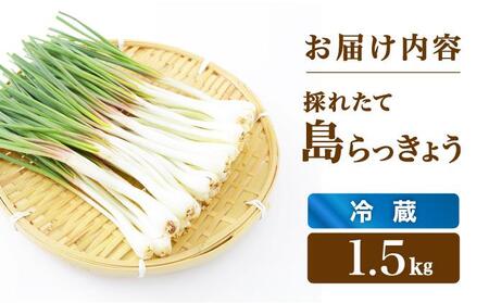 ≪2026年2月下旬～5月下旬発送≫採れたて島らっきょう 1.5kg 【 沖縄県 石垣市 野菜 らっきょう 島らっきょう おつまみ 採れたて 料理 漬物 天ぷら おかぴ農園 産地直送 】OK-02