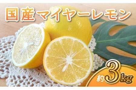 先行予約 レモン 国産 マイヤーレモン 約3kg 15～20玉 【2026年9月下旬から2027年6月中旬発送予定】