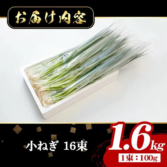 小ねぎ(計1.6kg・100g×16束) 葱 薬味 野菜 【葱屋おおくぼ】【110701100】