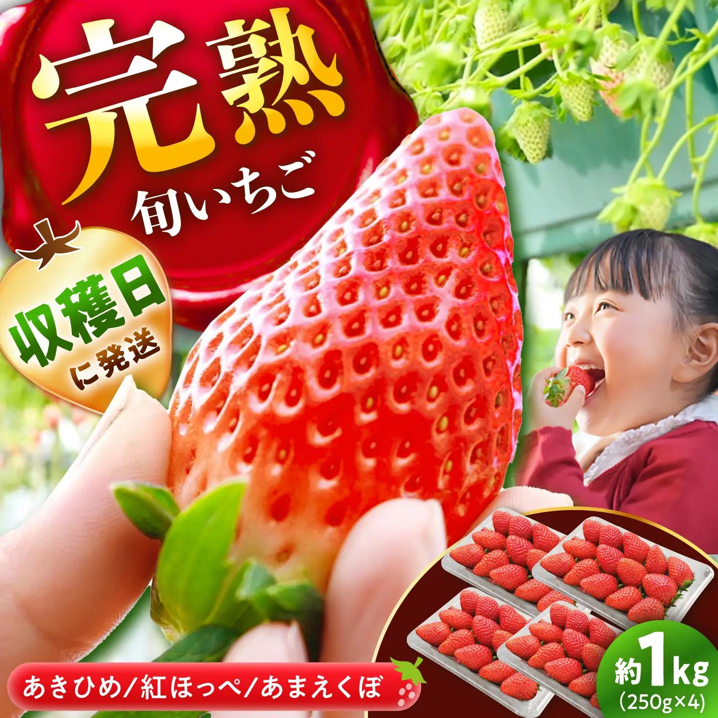 【先行予約】 いちご 250g×4パック / 恵那市 / 阿部農園 [AUGA003] いちご