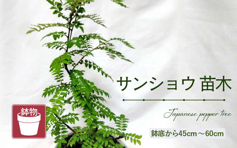 
                  【先行予約】サンショウ苗木（鉢物）45cm～60cm【2026年4月中旬以降順次発送予定】【山椒 さんしょう サンショウ お花 花 はな フラワー 花 苗 植物 父の日 母の日 家庭菜園 花壇 プランター ガーデニング 観葉植物 園芸 鉢物 】 [m47-a006]
                