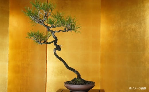 
                  赤松盆栽（中型サイズ）　【11100-0070】
                