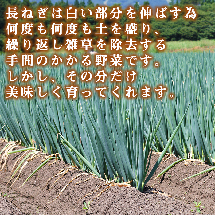 岩手県産 極楽野 土付き 長ねぎ 5kg 以上 目安本数約 25本 以上【高橋農園】／ 長ネギ 長葱 ねぎ ネギ 葱 白ねぎ 白ネギ 白葱 新鮮 野菜 やさい 人気野菜 国産 EM栽培 産地直送 農家