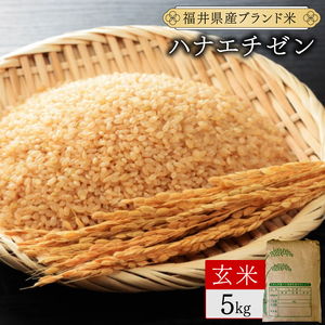 【定期便3回】福井県産 ハナエチゼン 玄米 5kg（5kg×1）＜令和7年産 新米 / 数量限定 ＞【米 コメ お米 精米 白米 無洗米 玄米 ご飯 飯 華越前 ブランド米 国産】[095-t3-a012]