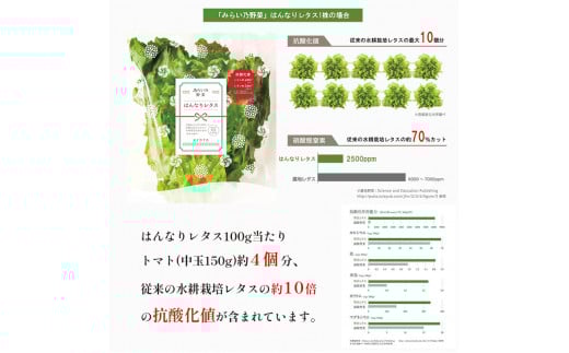 【 定期便 】 みらい乃野菜 はんなりレタス 12袋 720g 6回 60,000円