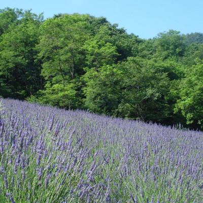 ふるさと納税 池田町 ラベンダー生花　グロッソ500g |  | 01
