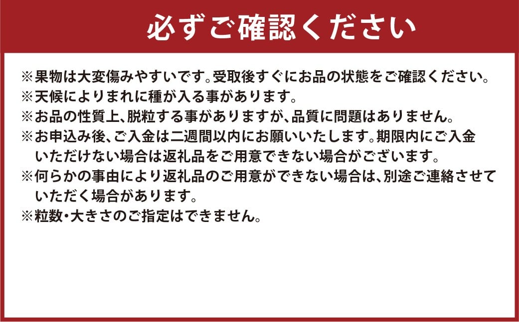 訳あり 瀬戸ジャイアンツ 2房 合計1.0kg以上