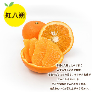 【先行予約】晩柑食べ比べセット～紅八朔&甘夏～(各5玉) | 柑橘柑橘柑橘柑橘柑橘 【KK330】