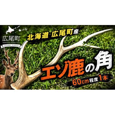 ふるさと納税 広尾町 エゾ鹿の角　1本(60cm程度)　(0124)