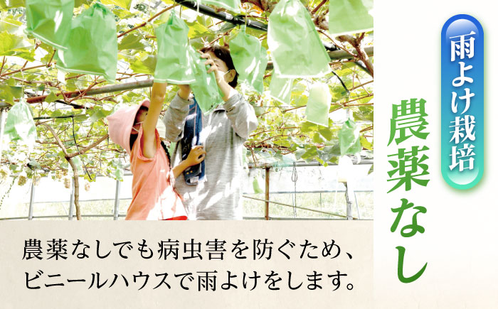 【先行予約】【限定数量】 ぶどう シャインマスカット 2房 【田上農園】 [YBY007]