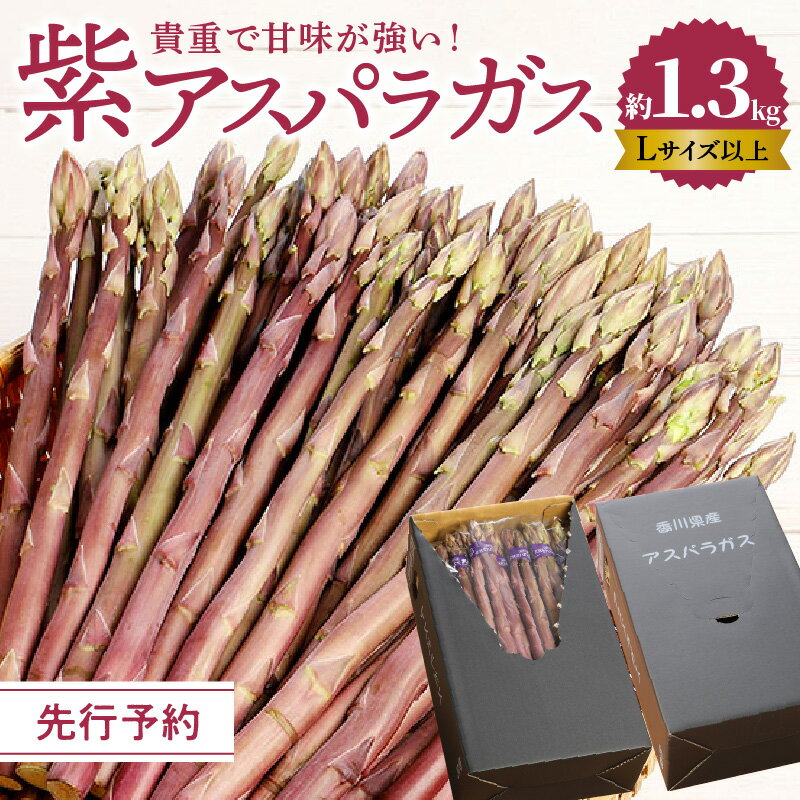 【ふるさと納税】貴重で甘みが強い ! 紫 アスパラガス ( Lサイズ 以上 ) 約1.3kg【2026-6月上旬～2025-10月中旬配送】 | アントシアニン 野菜 アスパラ 貴重 貴重品種 サラダ 料理 冷蔵 新鮮 ベジタリアン ベジタブル お取り寄せ お取り寄せグルメ ギフト 贈答用