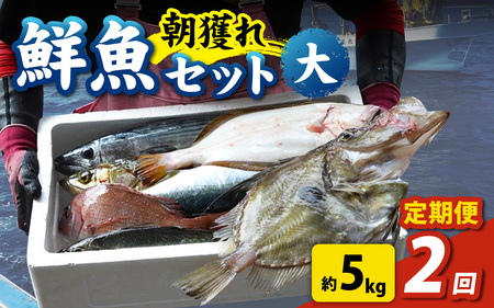 【先行予約】【2回お届け】【朝獲り】 鮮魚セット (大) 5種類以上 約5kg【お届け対象月:4月6月8月10月2月】【2026年4月以降発送開始】魚 詰め合わせ 鮮魚ボックス 漁港直送 鮮魚