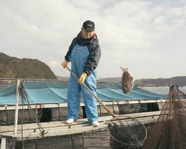 【冷蔵】寶鯛セット　/　西京漬　お茶漬　鯛　産直　新鮮　海鮮　三重県　南伊勢町　伊勢志摩産