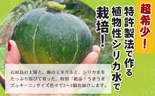 希少！「絶品うまうまズッキーニ」サイズ色々 2～5個 農薬を使わず、特許製法のシリカ水で栽培する特別な野菜 11月～3月順次発送【 沖縄県 石垣市 丸形 だるま型 ズッキーニ 野菜 夏野菜 冬野菜 南