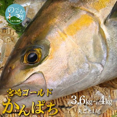 ふるさと納税 延岡市 宮崎産 みやざきゴールドかんぱち 丸ごと1尾(約3.6kg〜約4kg)