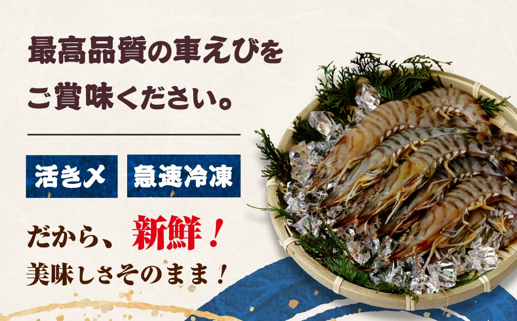 急速冷凍活きな車えび(無頭)〔冷凍くるまえび無頭8～10尾(140g)×4袋〕【配送不可地域：離島】