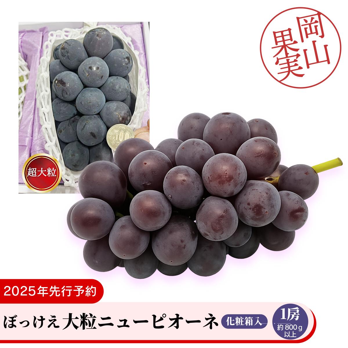 【ふるさと納税】ぼっけえ大粒ニューピオーネ1房（約800g以上）化粧箱入