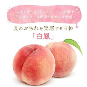 和歌山県産 白鳳 桃 11～15玉入り秀品［2026年6月下旬以降発送］【桃 モモ 果物 フルーツ くだもの 人気 国産】