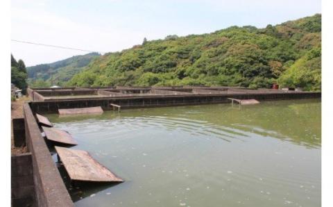 ｃ-９２　冷凍スッポン　３～４人前