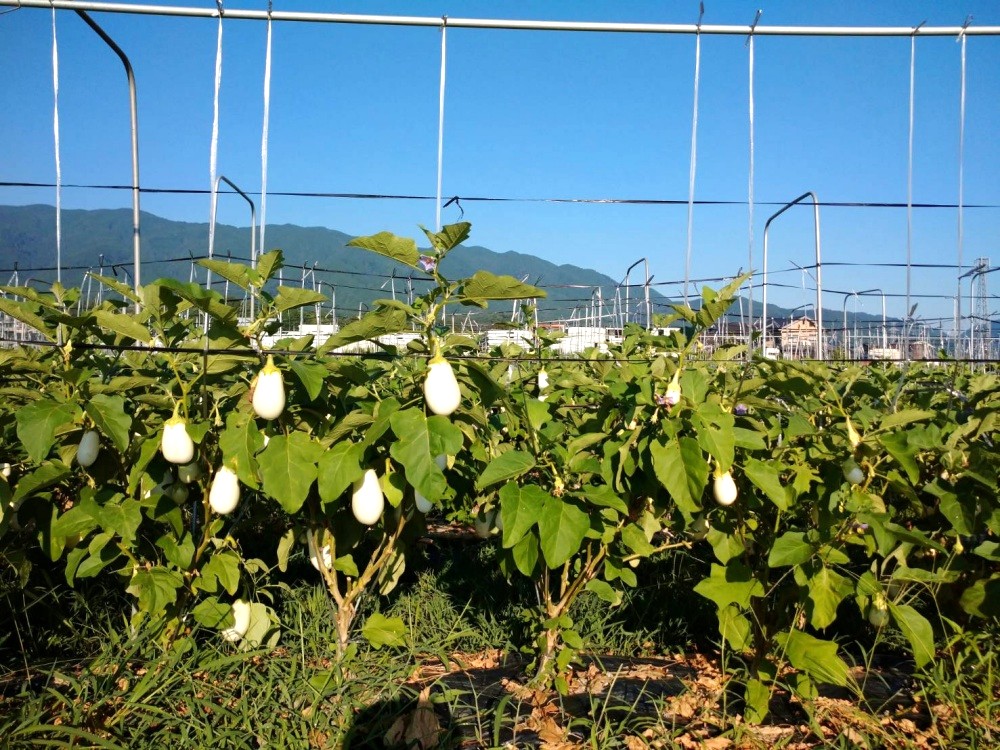 【訳あり】とろ～り旨なす(白茄子) 約2kg 8～9個【2026年7月初旬～9月末頃順次発送】／ B-フレスコ葛城 葛城産 大和野菜  しろなす  なすび  なす農家直送 産直 新鮮 旬 名産 奈良県