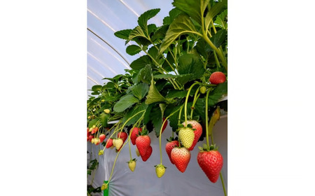 【3ヶ月定期便】栃木県芳賀町産いちご とちあいか290g(7～12粒)×2トレイ | 果物 フルーツ いちご 苺 イチゴ とちあいか ブランド 期間限定 季節限定 旬 国産 ※2026年1月上旬～4月