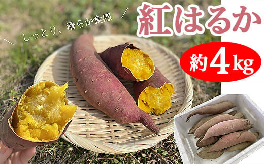 
新潟県産さつまいも（紅はるか）約4kg【丸茂農園】
