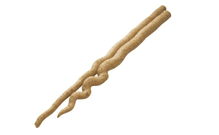 標高375ｍで採れた！自然薯（化粧箱入り）1.5kg 広島 三原 野菜 自然薯 とろろ 029004