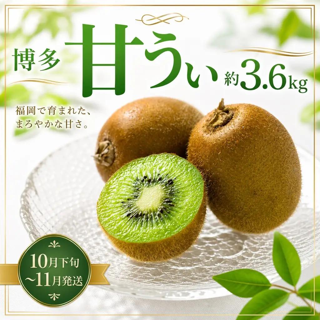 博多キウイ 3.6kg 甘うぃ 2026年10月下旬～11月発送 キウイ