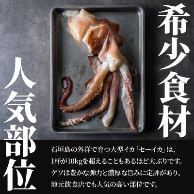 ふるさと納税 石垣市 <訳あり> 石垣島産 セーイカの極上げそ 300g×15パック 加熱用 GK-007 |  | 01