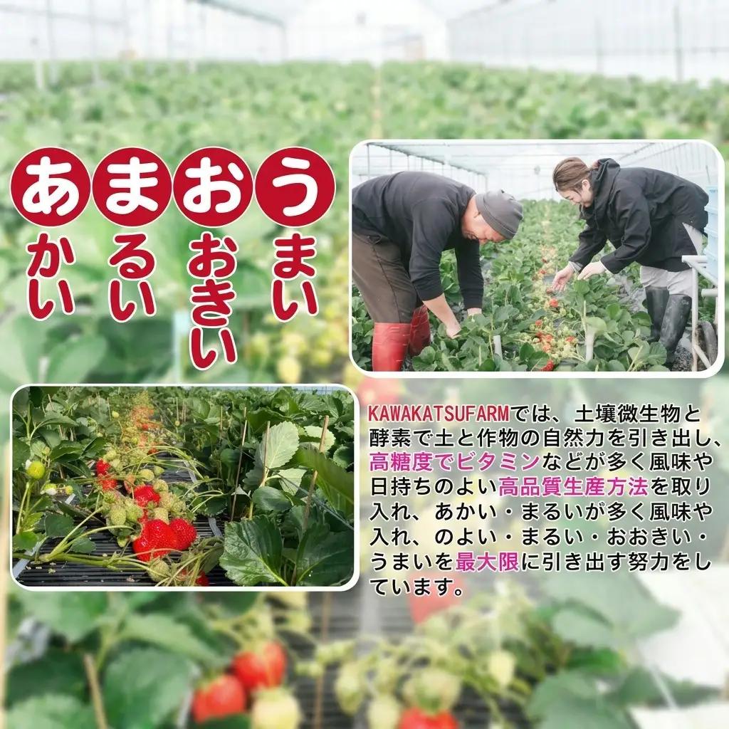 いちご あまおう 2L以上 約1.04kg（260g×4パック）東北 いちご