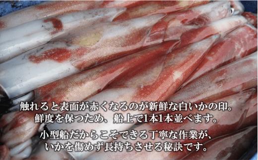 【ふるさと納税】島獲れ白いか ブランドイカ350g 大サイズ2杯セット_イメージ3