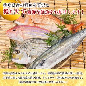 鮮魚ボックス 4種 定期便 4回 鮮魚