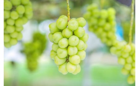 【2026年発送★先行予約】さわやかに滴るシャインマスカット 約1.2kg以上 065-023-26y