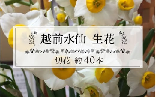 【先行予約】越前水仙 生花（切花） 約40本【12月1日より順次発送】